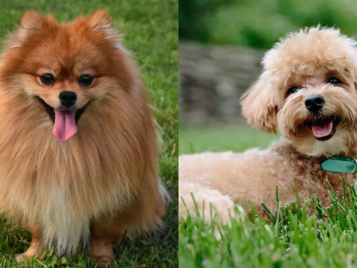 Zwergspitz Pudel Mischling: Idealer Familienhund