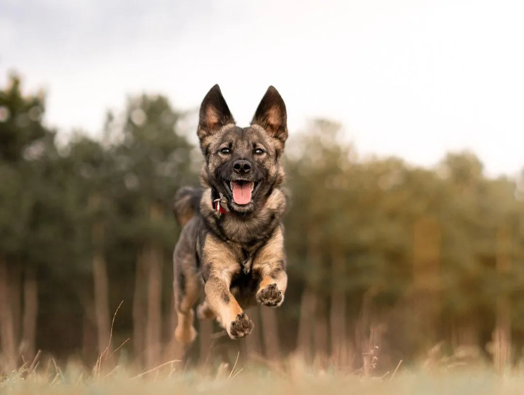 Miniatur Schäferhund