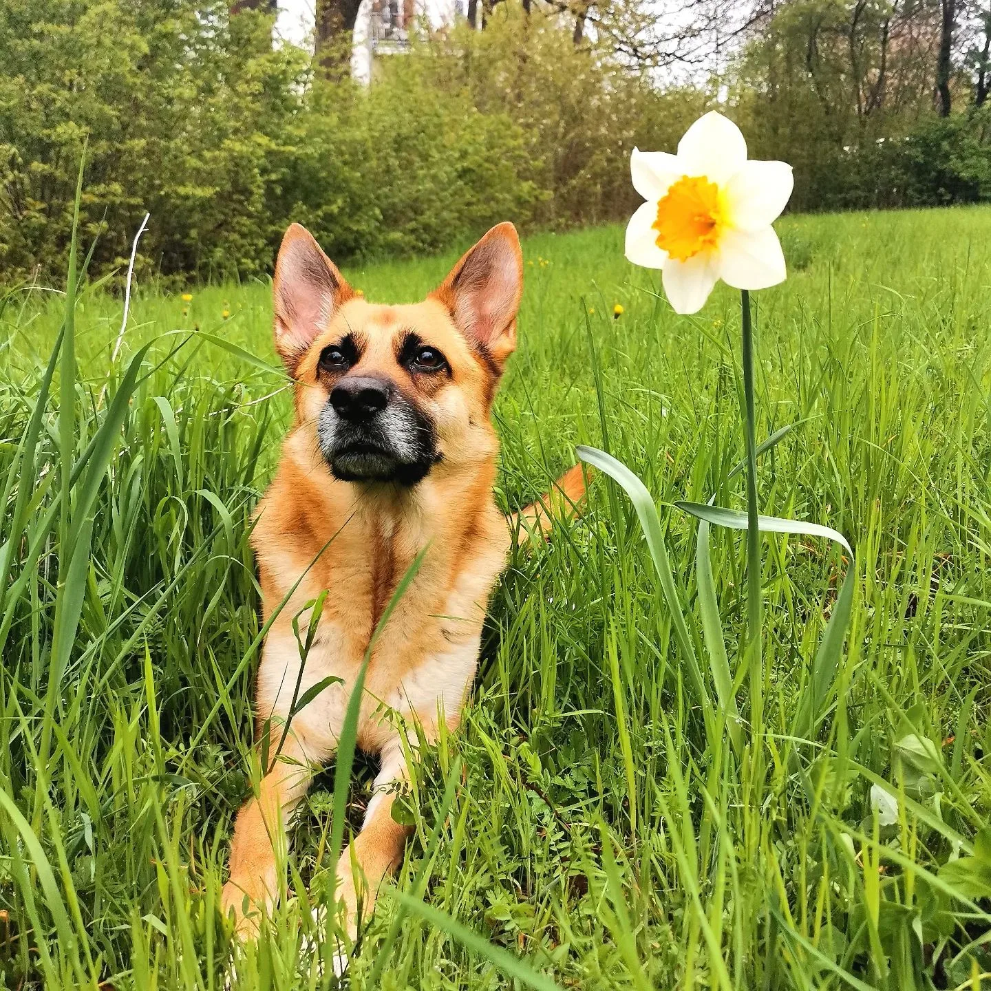 Mini Schäferhund