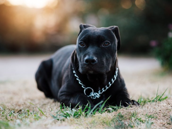 Pitbull schwarz: Elegant und dominant