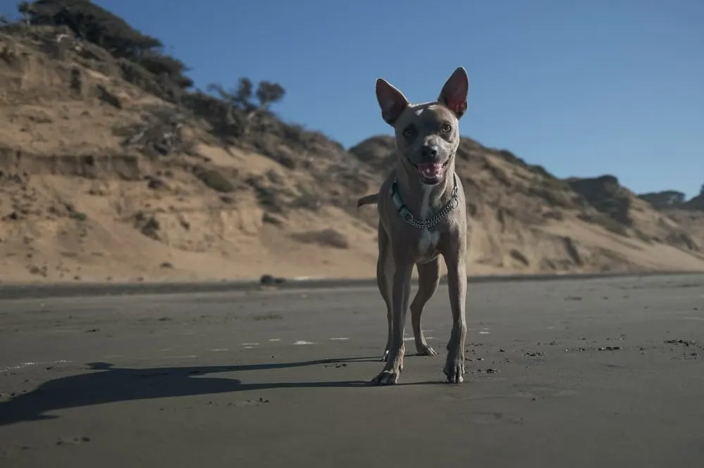 Pitbull Chihuahua Mix