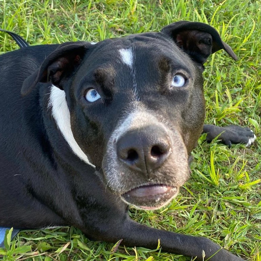 Pitbull Husky Mix - Pitsky