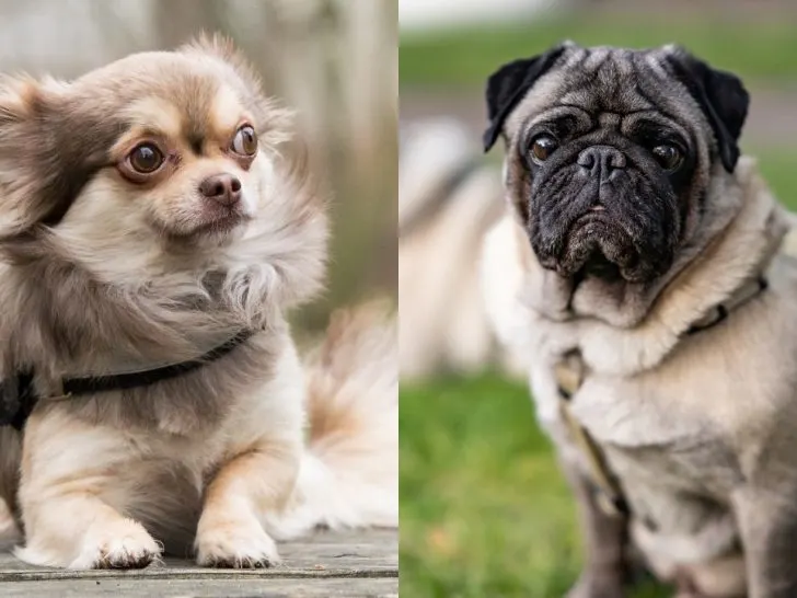 Chihuahua Mops Mix: Was über sie zu wissen ist