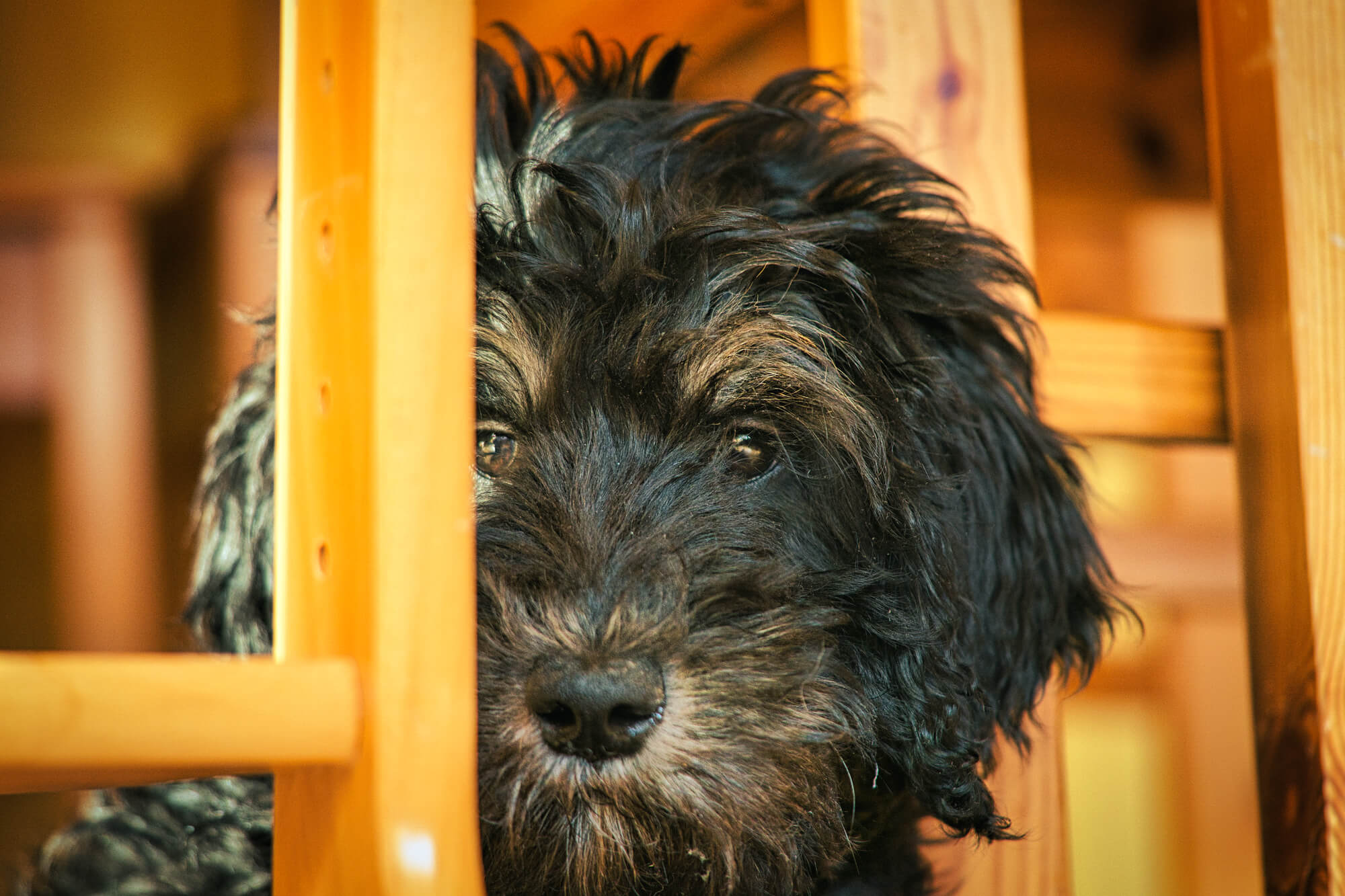 Schwarze Goldendoodle