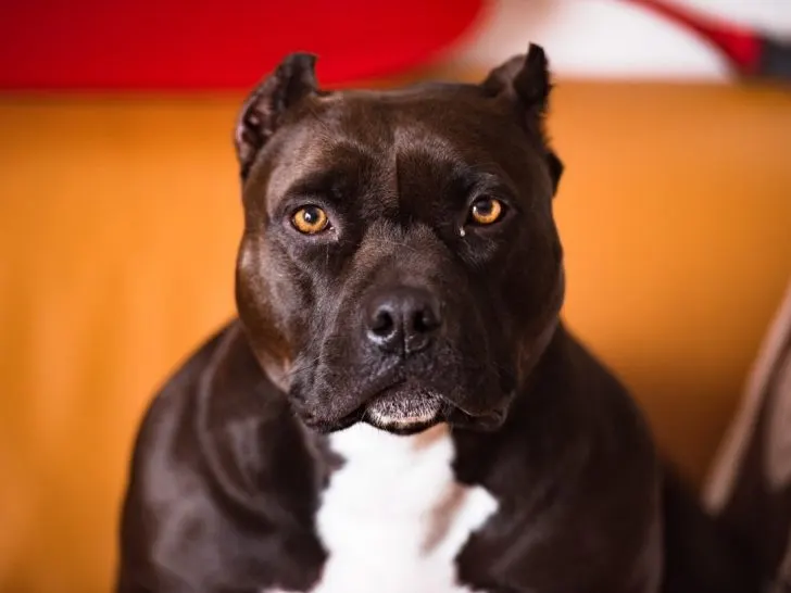 Pitbull Futter: Was soll ein Pittie essen?