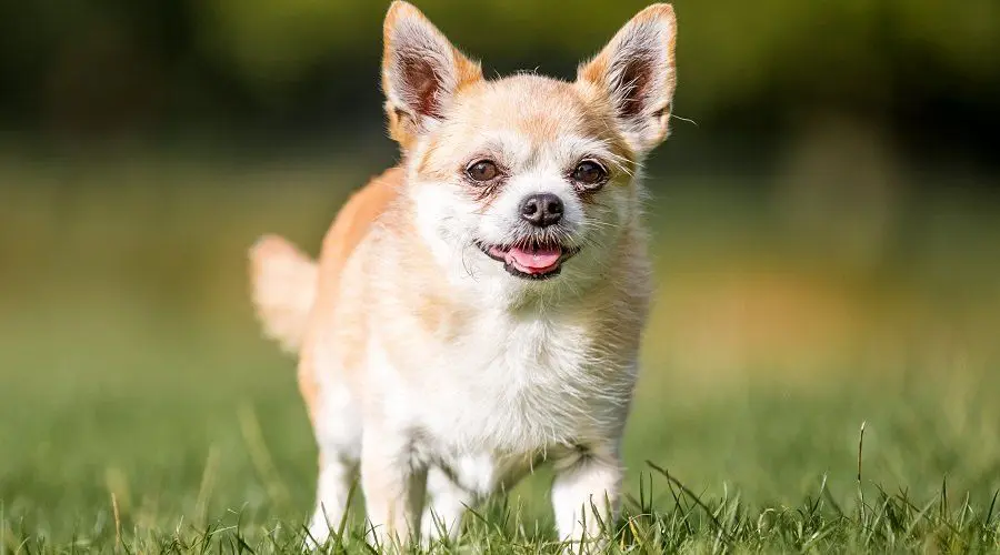 Corgi Chihuahua Mix