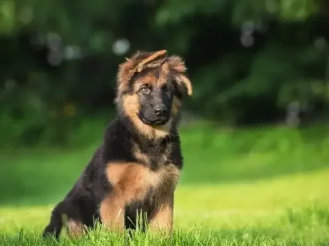 Mini Schäferhund: Ein exotischer Mix in eindrucksvollen Fotos