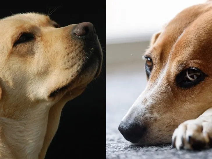 Lab Hound Mix: Der sehr liebenswerte Hybrid