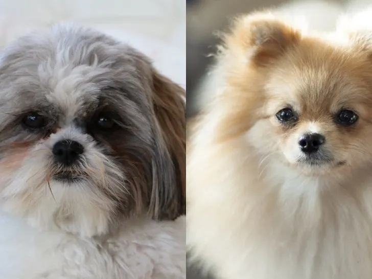 Shih Tzu Pomeranian Mix: Der Hund für alle