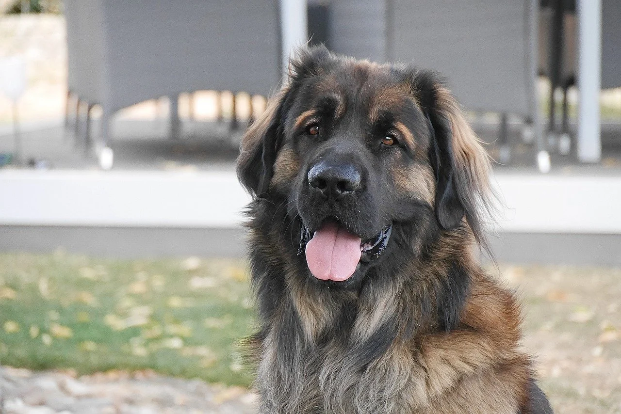 Leonberger Hund