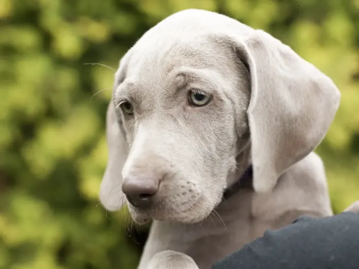 Weimaraner: Der energiegeladene Jagdhund