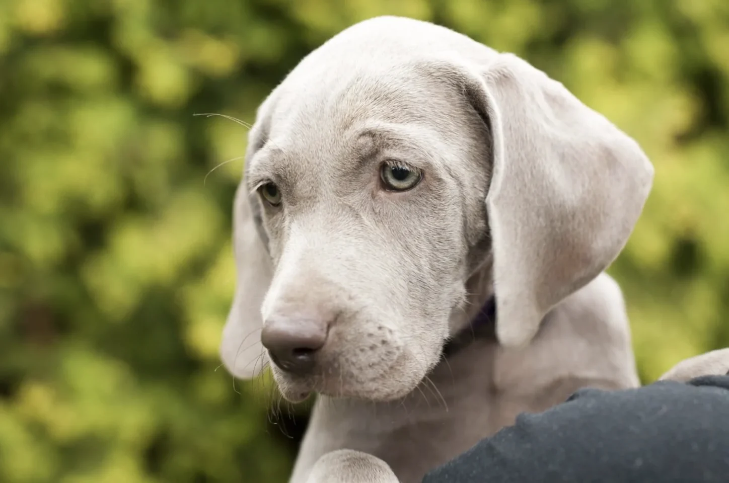 weimaraner hund