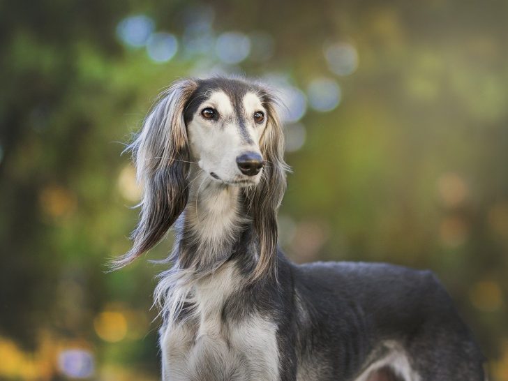 Saluki: Toller Jäger und hingebungsvoller Freund