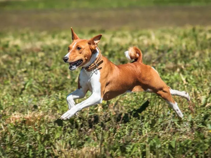 Basenji: Der Hund, der nicht bellt