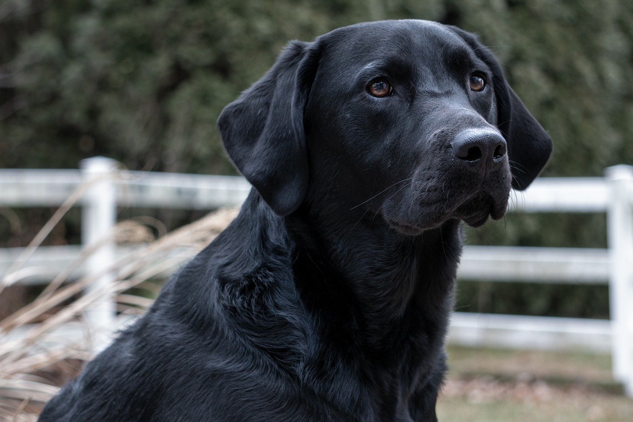 labrador retriever