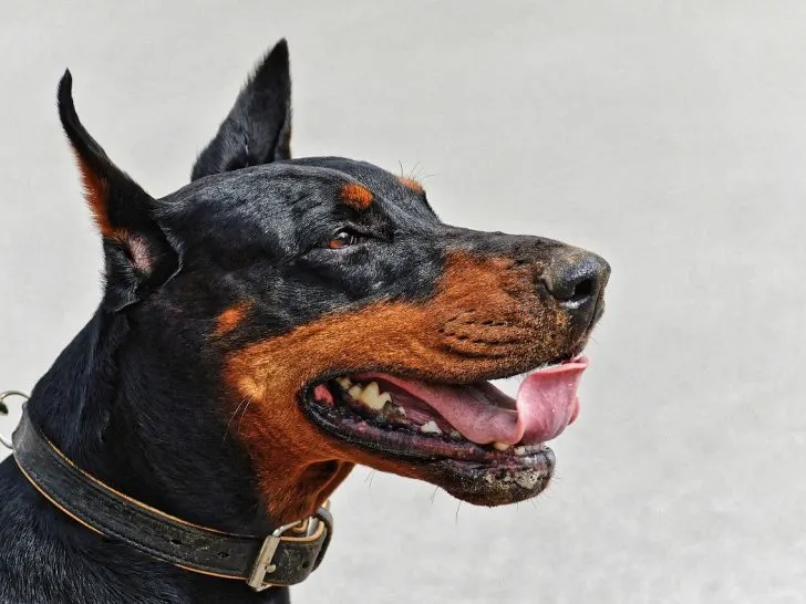 Dobermann: Furchteinflößend, aber loyal und intelligent