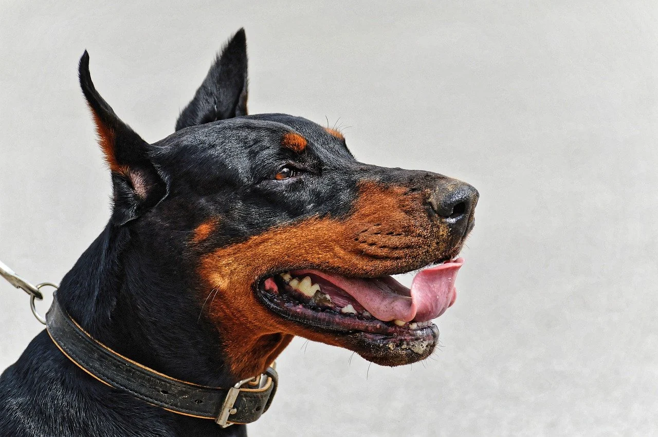 dobermann