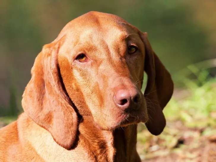 Vizsla: Ein Bild von Anmut und Eleganz