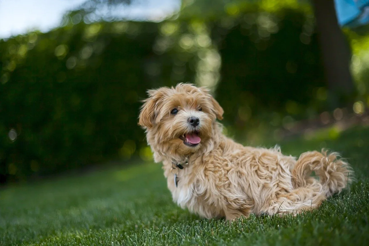 Maltipoo