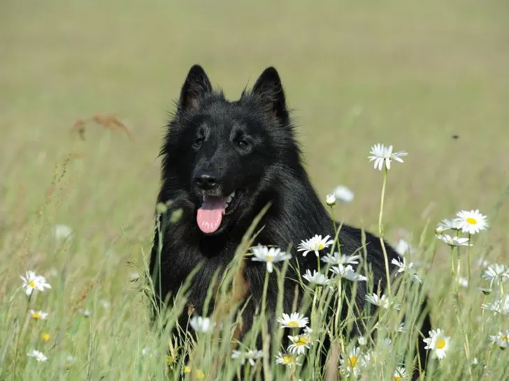 Belgischer Schäferhund: Das mutige Energiebündel