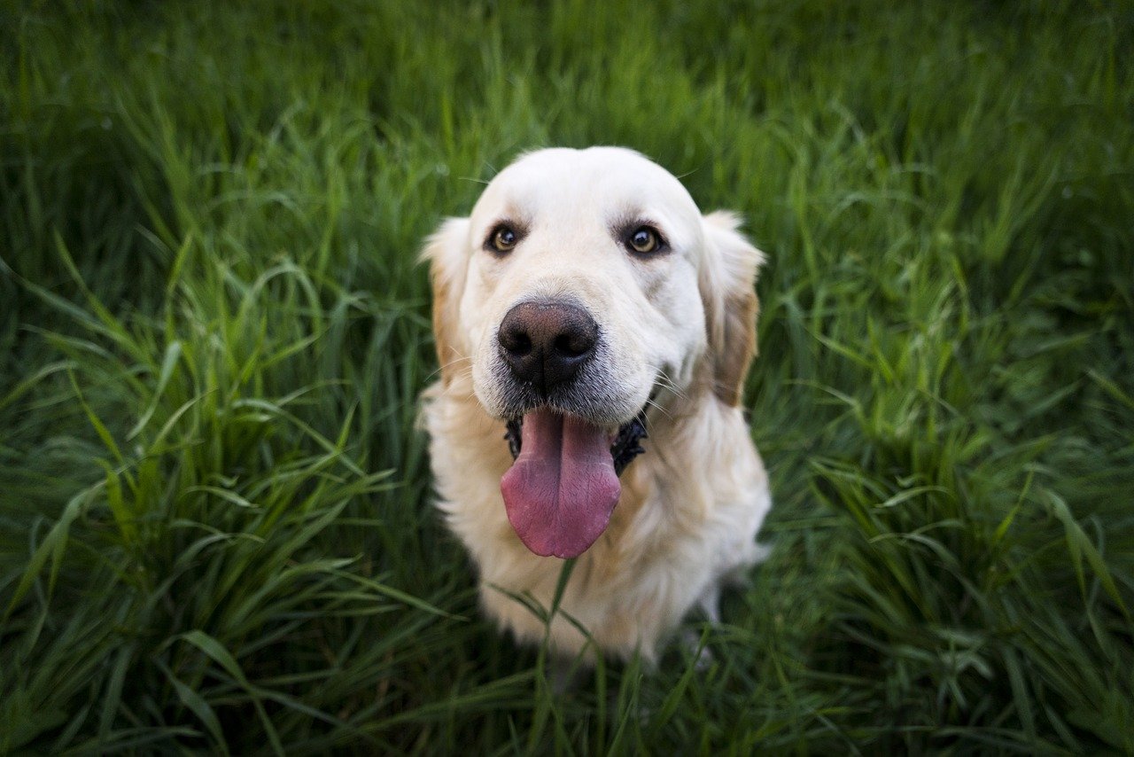 golden retriever