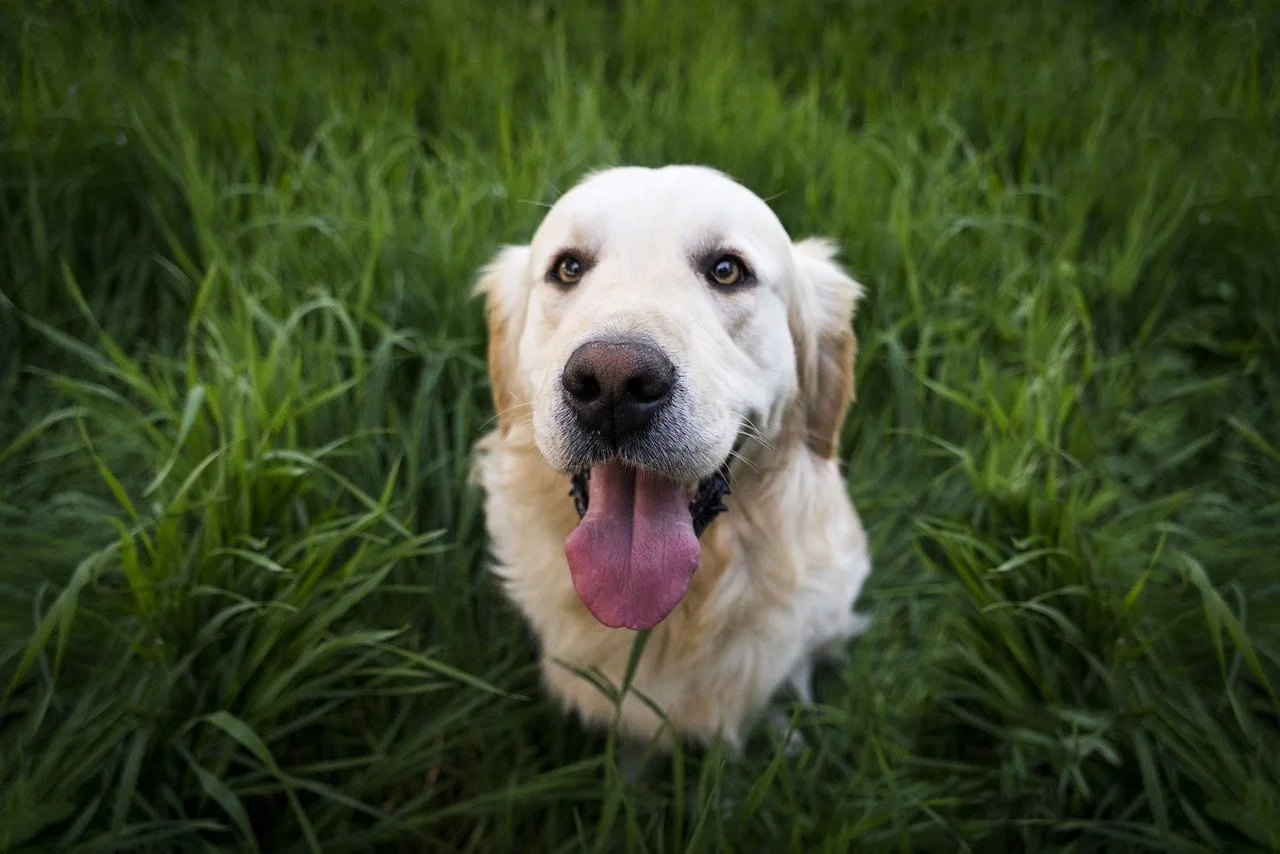 golden retriever