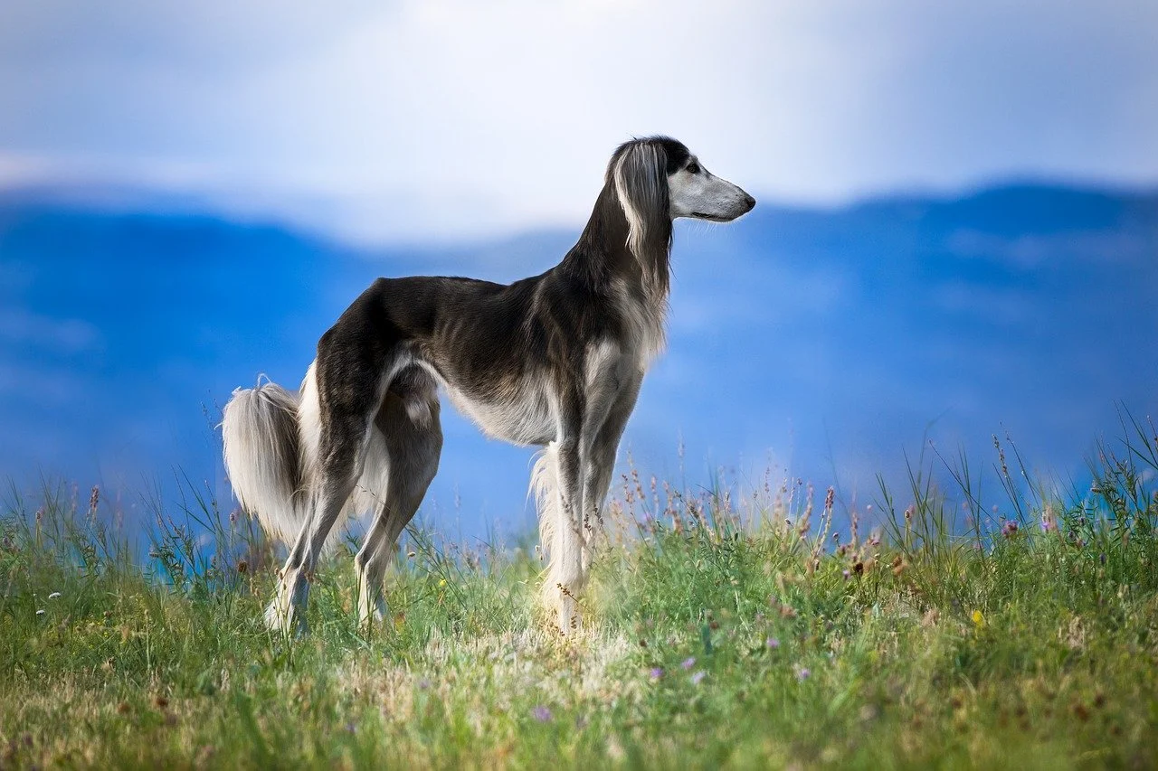 saluki