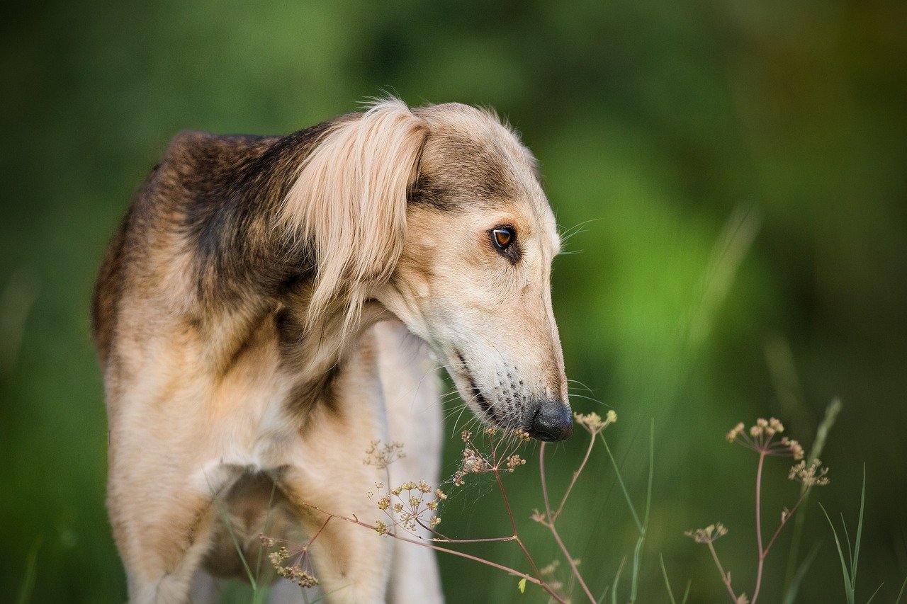 saluki