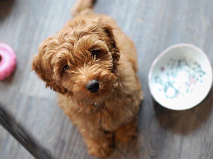 Labradoodle: Der perfekte Familienfreund und Begleiter