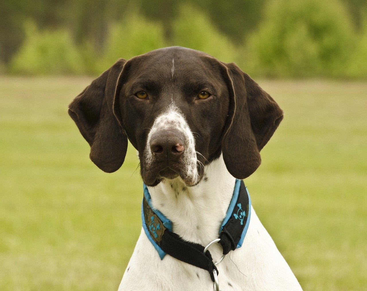 Deutsche Kurzhaarige Vorstehhund