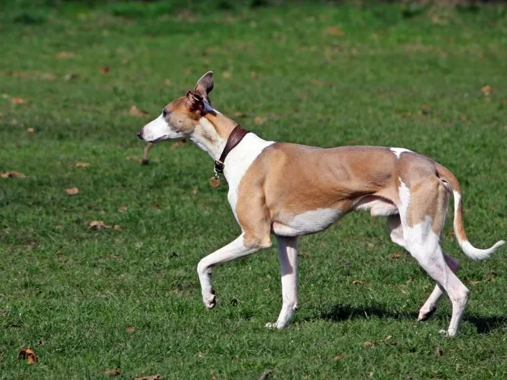 Whippet: Der Freundliche Jagdhund