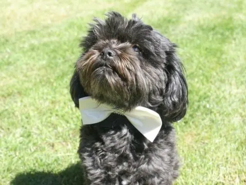 Affenpinscher – Der seltene deutsche Affenhund