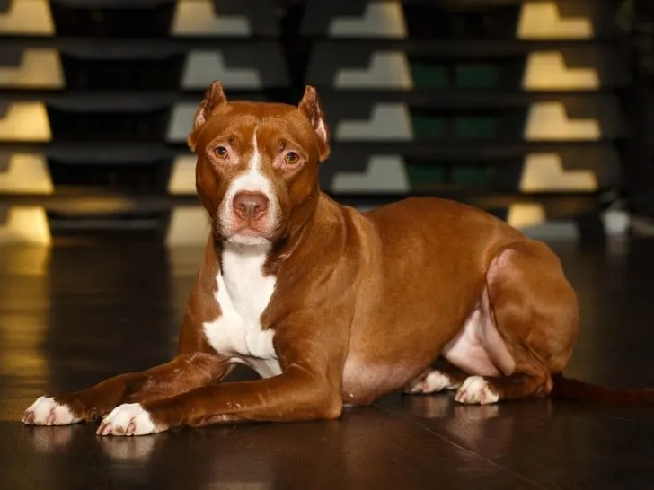 Pitbull Arten: Tauche ein in die faszinierende Welt mit Fotos