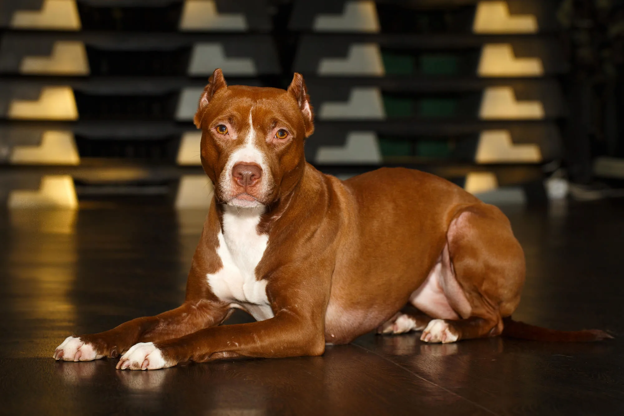 American Pitbull Terrier