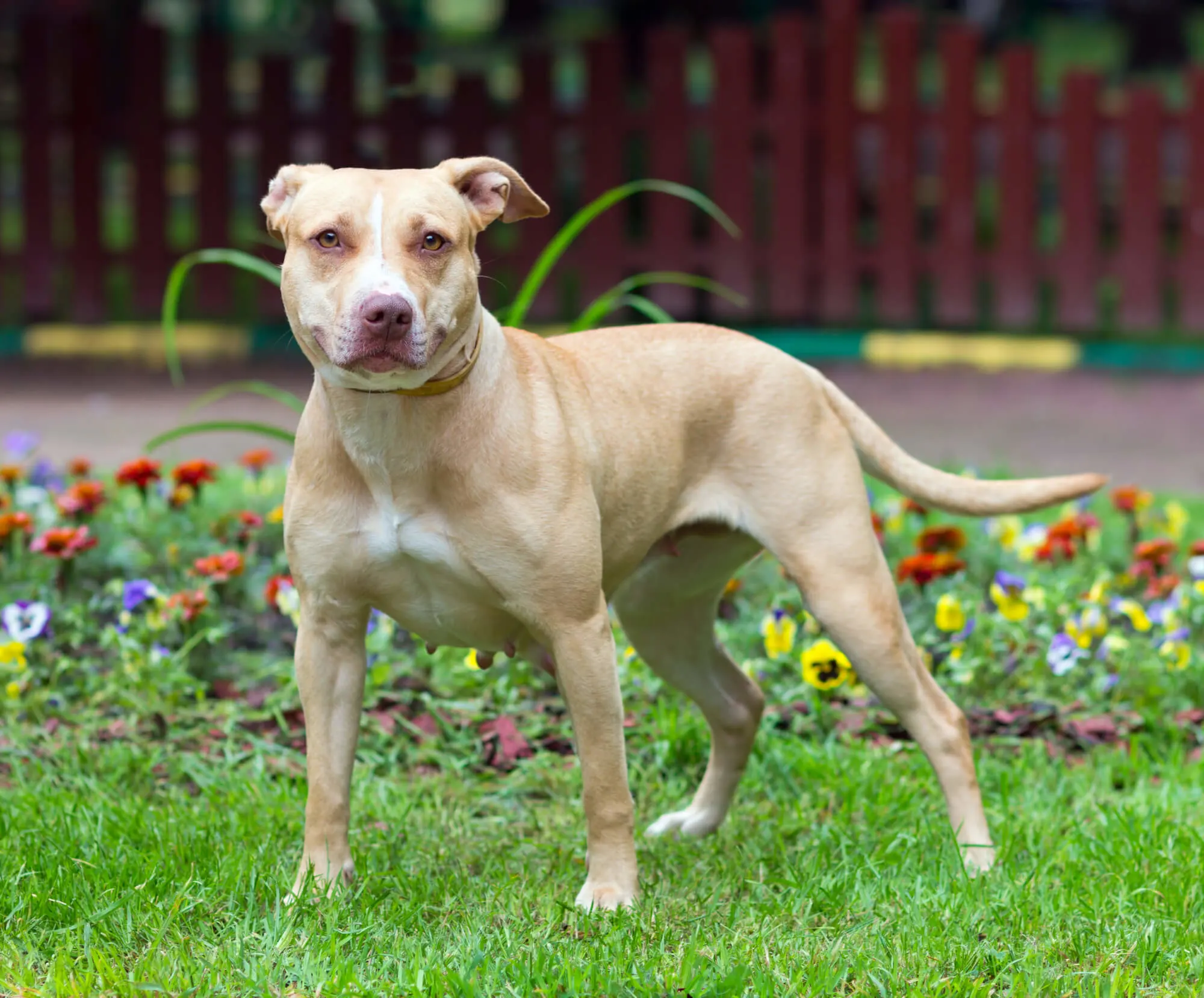 American Pitbull Terrier