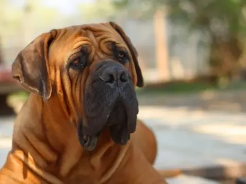 Boerboel: Der afrikanische Bauernhund