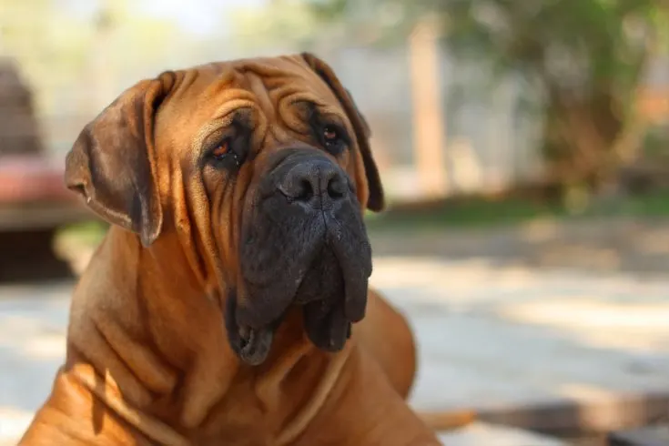 BoerBoel