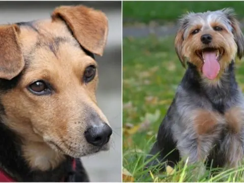 Dackel Mischling: Welcher ist der Richtige für Sie?