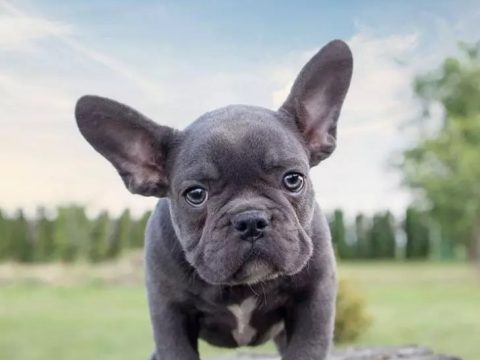 Mini Französischer Bulldogge: Der gefährliche Fehltritt!