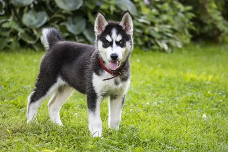 Alaskan Husky