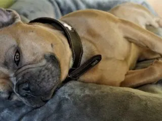 Hundehalsband: Relevante Produkte und Tipps 