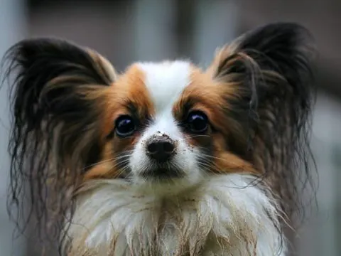 Der Papillon Hund: Was Sie wissen müssen 