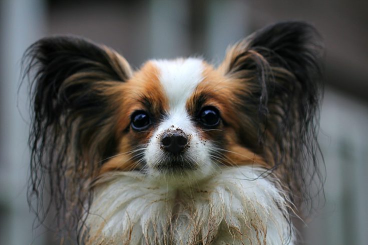 Papillon Hund