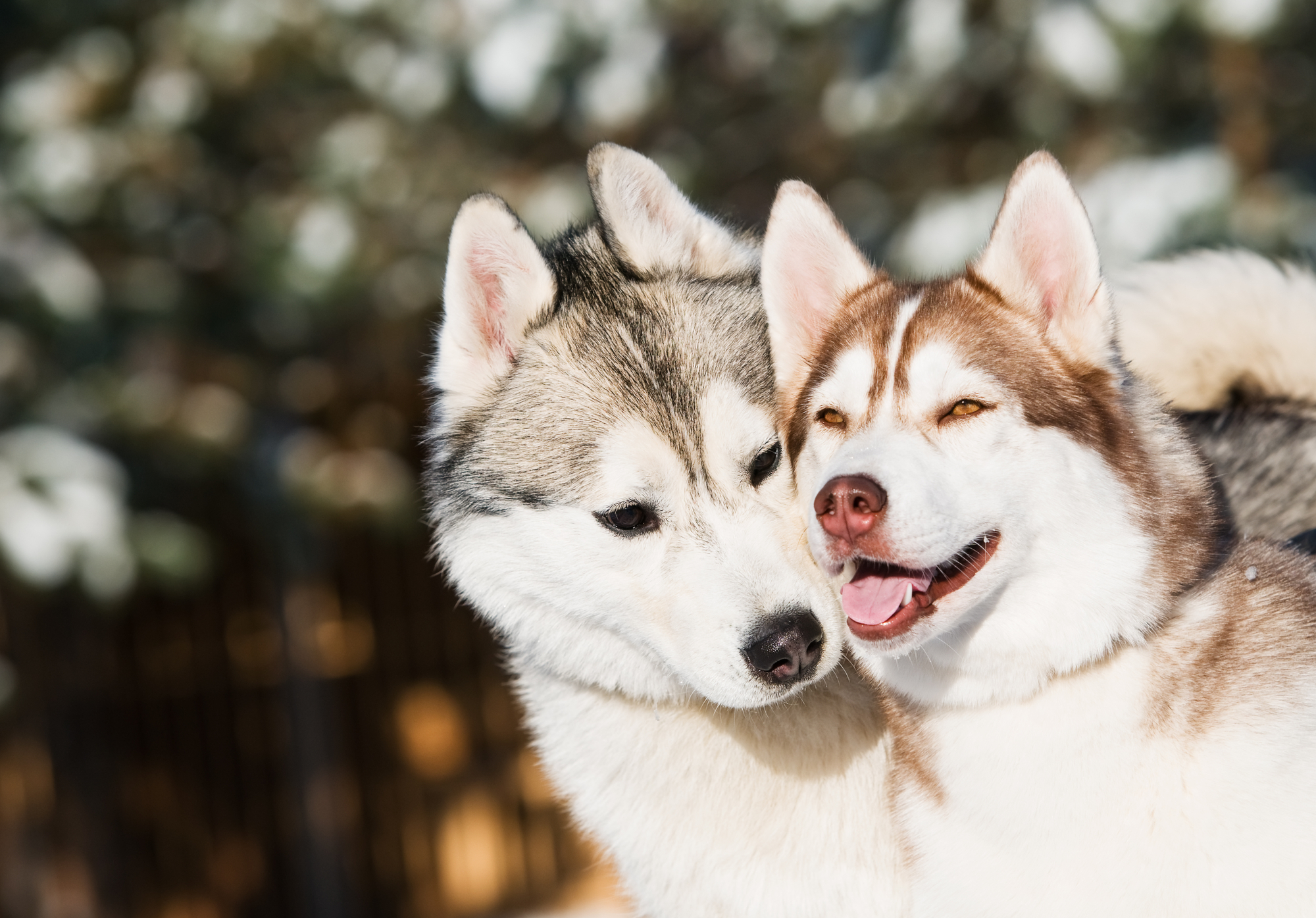 Siberian Husky