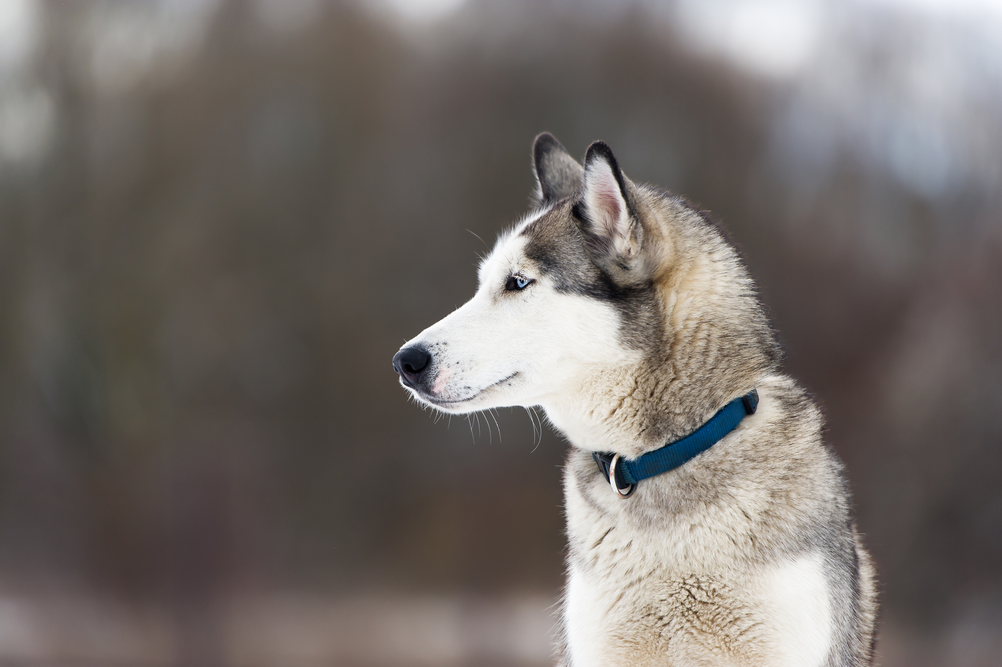 Sibirische Husky