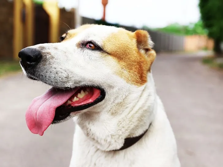 Alabai Hund: Der ultimative Owtscharka Guide (+Bilder)