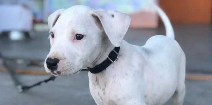 Dogo Argentino