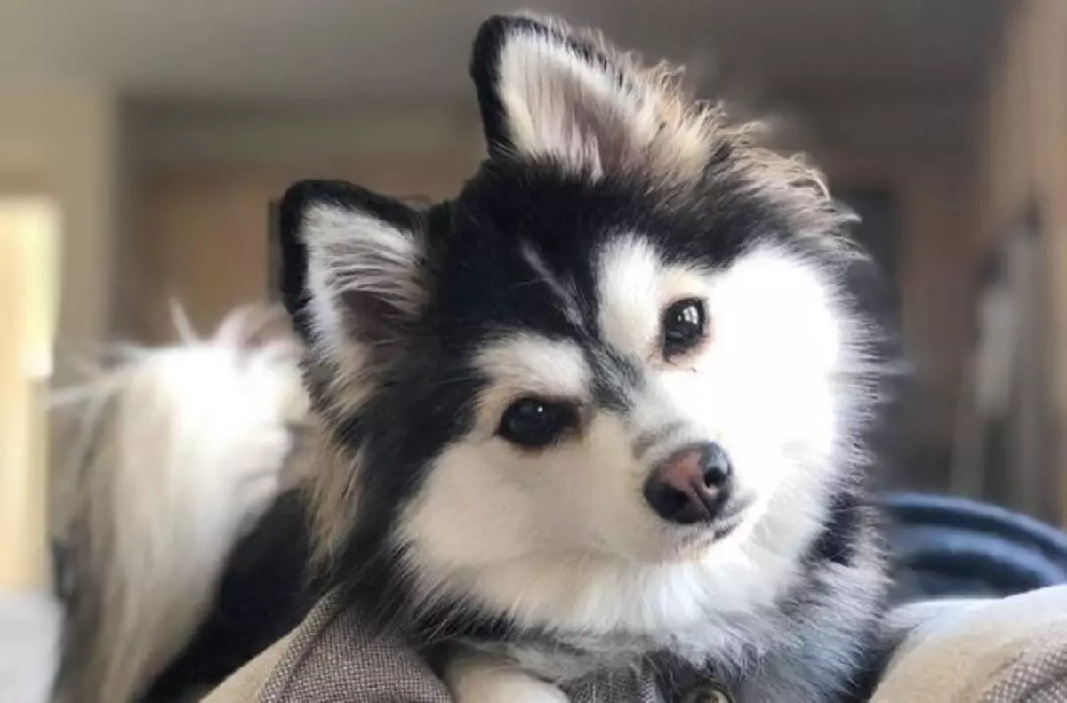 pomsky