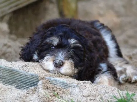 Aussiedoodle: Eine perfekte Kreuzung