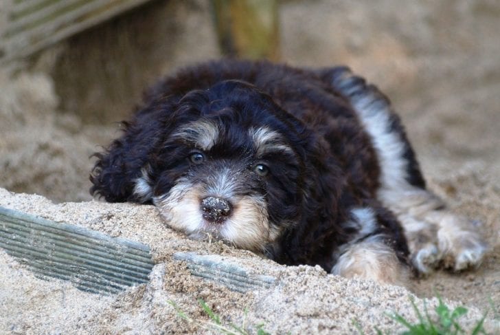 aussiedoodle